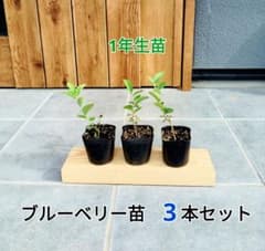 ブルーベリー苗　3本セットのサムネイル