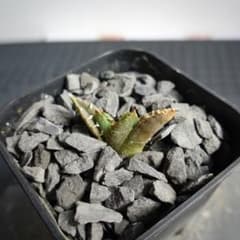 2339【鉢のまま発送】 アガベ チタノタ 金蟾 子株 - メルカリ