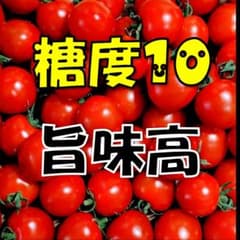 【秋田県産】完熟ぷっちんとまと 1kg 糖度10 甘いミニトマト プチトマトのサムネイル