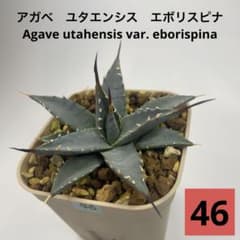 アガベ ユタエンシス エボリスピナ No.46 - メルカリ