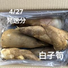 京都産　報恩寺筍　白子筍2キロ　9日発送 京都産 報恩寺筍 白子筍 2キロ - メルカリ