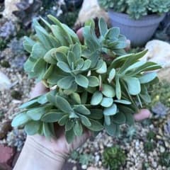 多肉植物 薄化粧 セット ６苗のサムネイル