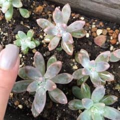 秋麗 根付きのサムネイル