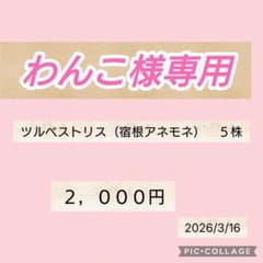 わんこ様専用のサムネイル