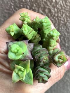 多肉植物　クラッスラ ②星丼セット 3種 10カットのサムネイル