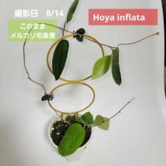 m57535263813_1.jpg?1723567129