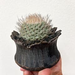 菊水　サボテン　実生　古株　加藤裕章　ストロンボカクタス 菊水 サボテン 実生 古株 加藤裕章 ストロンボカクタス - メルカリ