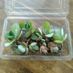 沖縄産の子宝草♪のサムネイル