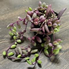 多肉植物 ルビーネックレス 20✖️4 | Shop at Mercari from Japan