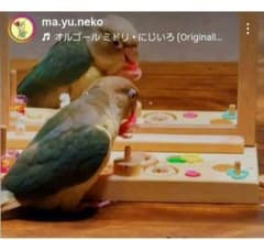 123 ⭐ ミラーボードとフォージングトイセット⭐ インコ バードトイ