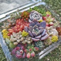 錦品種2種入り寄せ植えセット.⊹⁺ 多肉植物 エケベリア セダム 2