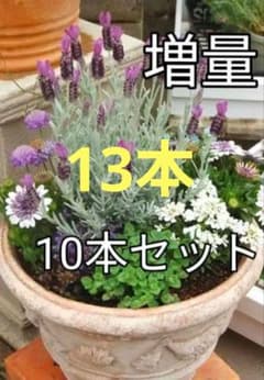 増量！激レア☆シルバーの葉が美しいプラチナラベンダーの挿し穂10本