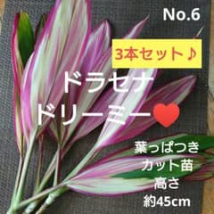 No.6【3本セット♪】ドラセナ ドリーミー♥️高さ約45cm - メルカリ