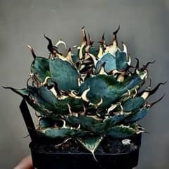 h3078特選子株 アガベ チタノタ 九尾狐 上品 極上絶狂棘 多肉植物