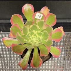 19#観葉植物 アエオニウム錦❤️リバーストーン❤️ 1大頭1小頭16cm 拔