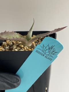 ジェレミーさんとこの　スポーン　HIDDEN AGAVE M*n様 ジェレミー産 Hidden Agave アガベ ポタトラム スポーン - メルカリ