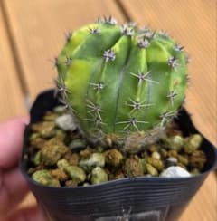 S*I様 世界の図 花サボテン 斑入りサボテン - メルカリ