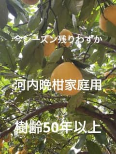 木成り河内晩柑家庭用箱込み9キロのサムネイル
