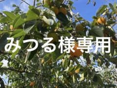 【みつる様専用】宮城県産渋柿（箱込23.7kg）のサムネイル