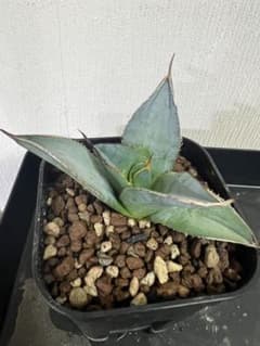 チタノタ　ライオンズメーンのサムネイル