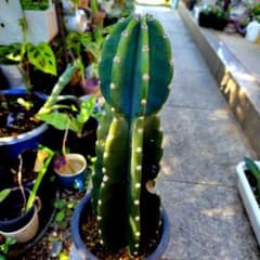 柱状サボテン❖鬼面角 （抜き苗） - メルカリ