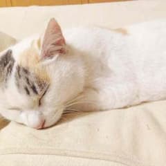 つぶこ様専用のサムネイル