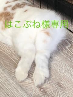 はこぶね様専用 サイレントホイールのサムネイル