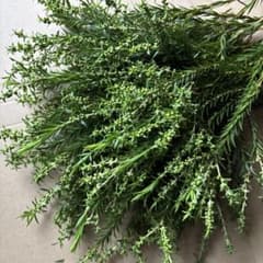 メラレウカ レボリューショングリーン(ティーツリー)蕾付き　フレッシュのサムネイル