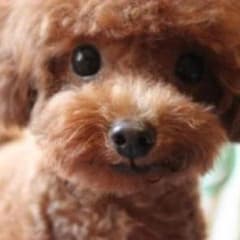 mu様専用出品 ダッフルコートのサムネイル