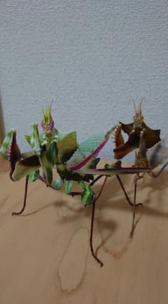 いきもの大図鑑　ニセハナマオウカマキリのサムネイル