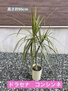 ドラセナ コンシンネ 高さ約95cm ポット付き - メルカリ