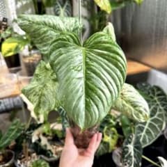 m57661472324_1.jpg?1759109516