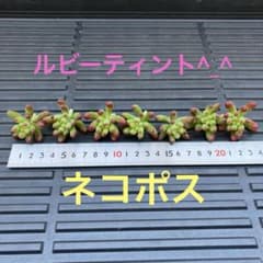 多肉植物　ルビーティントのサムネイル