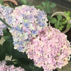 紫陽花苗【三河千鳥 ミカワチドリ】抜き苗 ネコポス - メルカリ