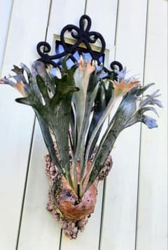 ビカクシダ☆hillii dwarf☆ヒリードワーフ☆vp - メルカリ