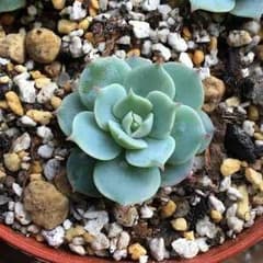 多肉植物♪ エケベリア イートンスノー(*^^*)のサムネイル