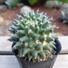 サボテン　景清❗ビニポット付き‼️のサムネイル