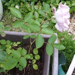 レイニーブルー赤ちゃん薔薇苗です♪(’-’*)♪のサムネイル