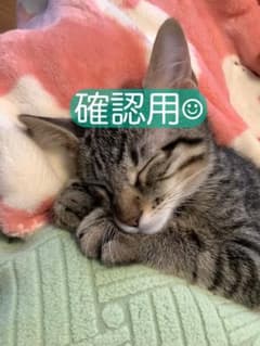 確認用のサムネイル
