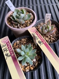 桜鬼 赤鬼 うぐいす 3種類 ミックスベリア おらいさん - メルカリ