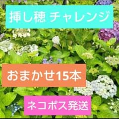 紫陽花挿し穂 15種類 アジサイ挿し芽用剪定枝 期間限定お得なおまかせ