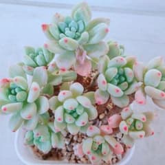 多肉植物 ピンクラウル 抜き苗のサムネイル