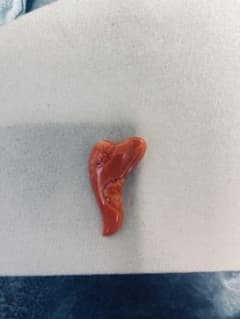 珊瑚サンゴルース、重约5.8g - メルカリ