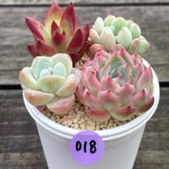 SALE❗️018多肉植物　カット苗　寄せ植え　人気4種セット❣️のサムネイル