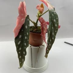 サ*い様 lsw108Maculata Pink Varベゴニア マクラータ ピ サ*い様 lsw108Maculata Pink Varベゴニア マクラータ ピ - メルカリ