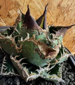 z45多肉植物 アガベ チタノタ 麻花龍 強棘 精選子株 発根済 - メルカリ