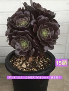 ① 多肉植物 アエオニウム カシミアバイオレット 抜き苗‼︎ - メルカリ