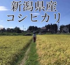 予約　令和6年　新米　新潟　コシヒカリ　玄米　30キロのサムネイル