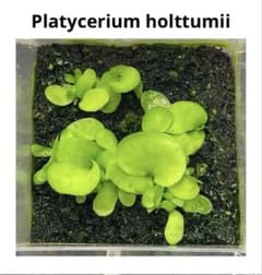 ビカクシダ　ホルタミー　holttumii 前葉体　胞子体のサムネイル