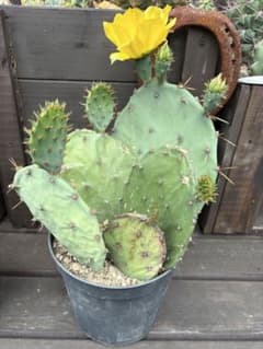 耐寒性強！団扇サボテン オプンチアのフミフサ群生植え◇南国ドライ